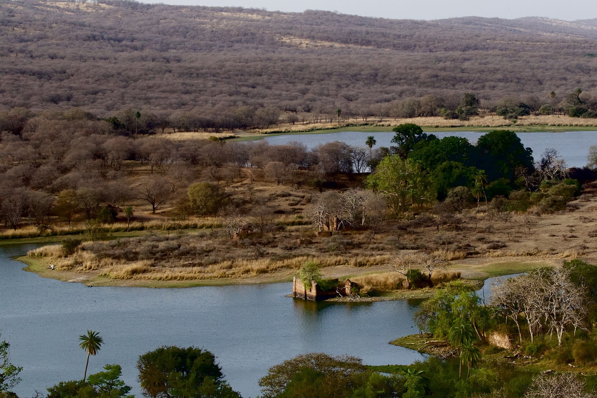 Padam Talao, Ranthambore — lotus-covered lake beneath the fort