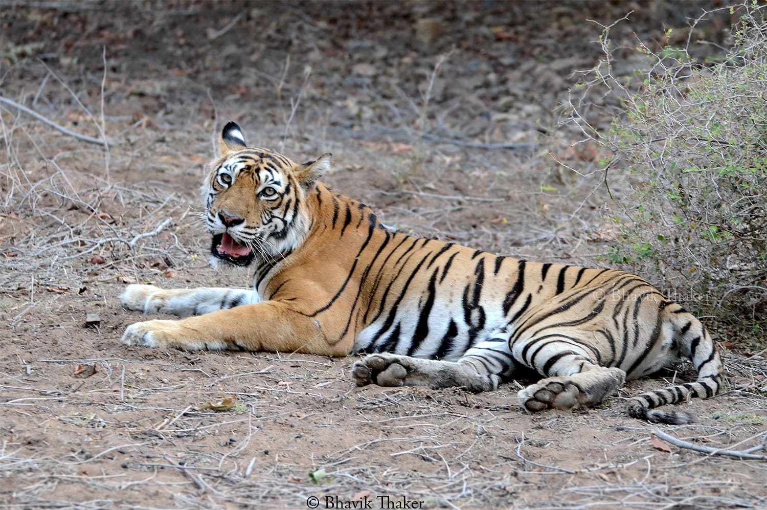 Machli (T-16), the tigress who became the face of Ranthambore