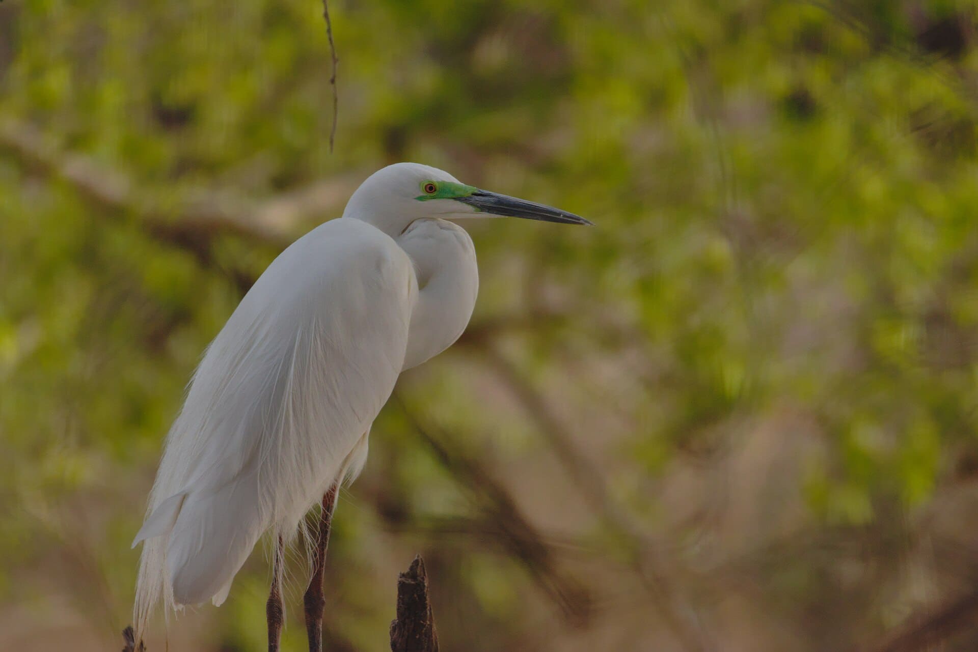 An egret in the wetlands of Ranthambore National Park