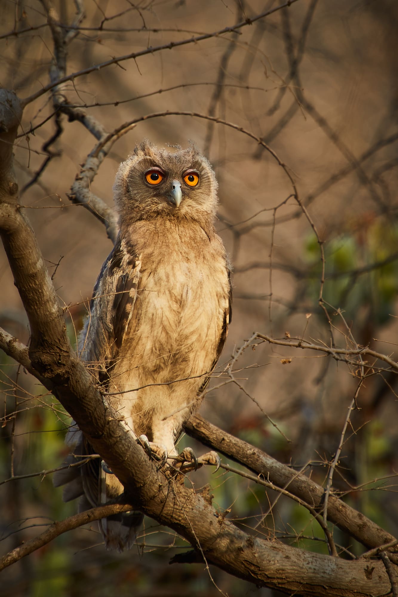 A dusky eagle-owl in Ranthambore National Park