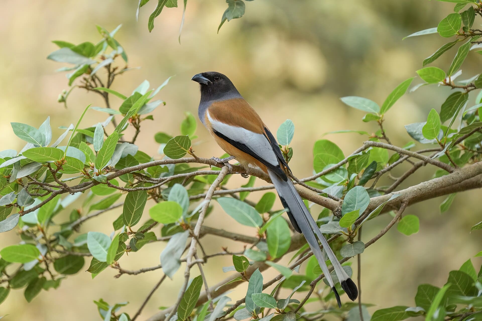 A rufous treepie, the signature bird of Ranthambore