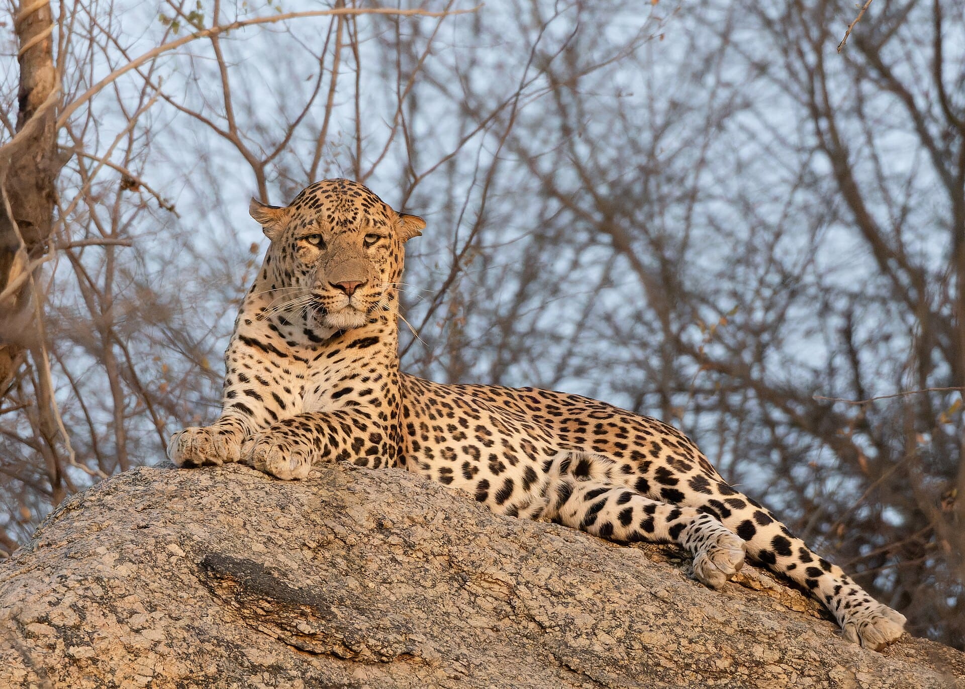 An Indian leopard on the rocks