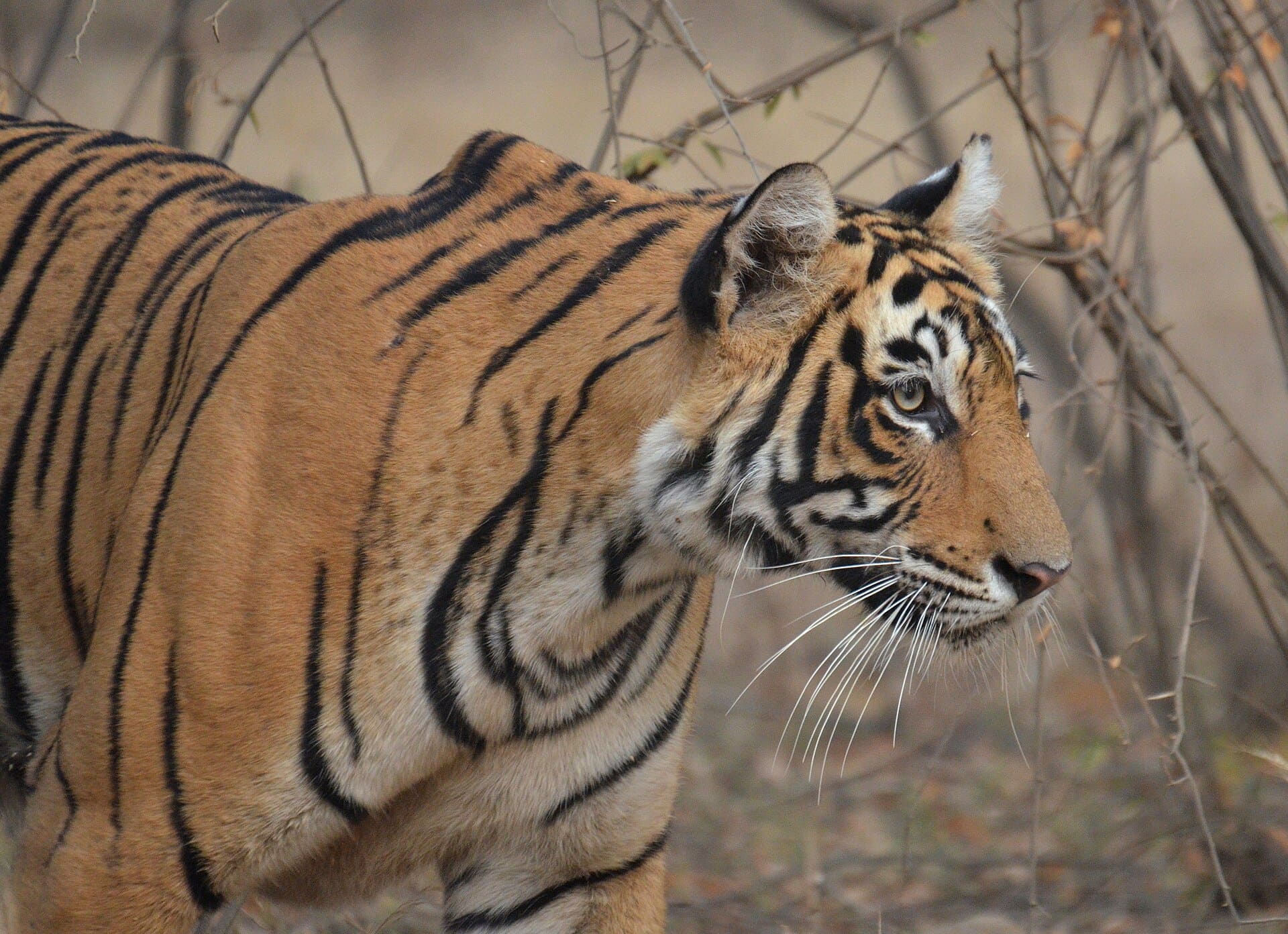 Bengal tiger pugmark alongside vehicle tracks in Ranthambore