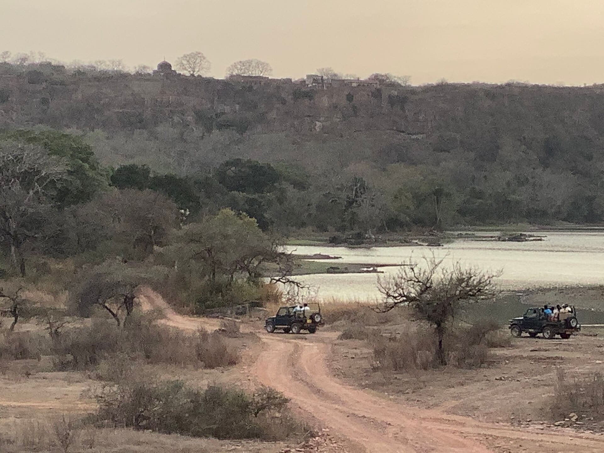 A safari vehicle on a forest track in Ranthambore National Park