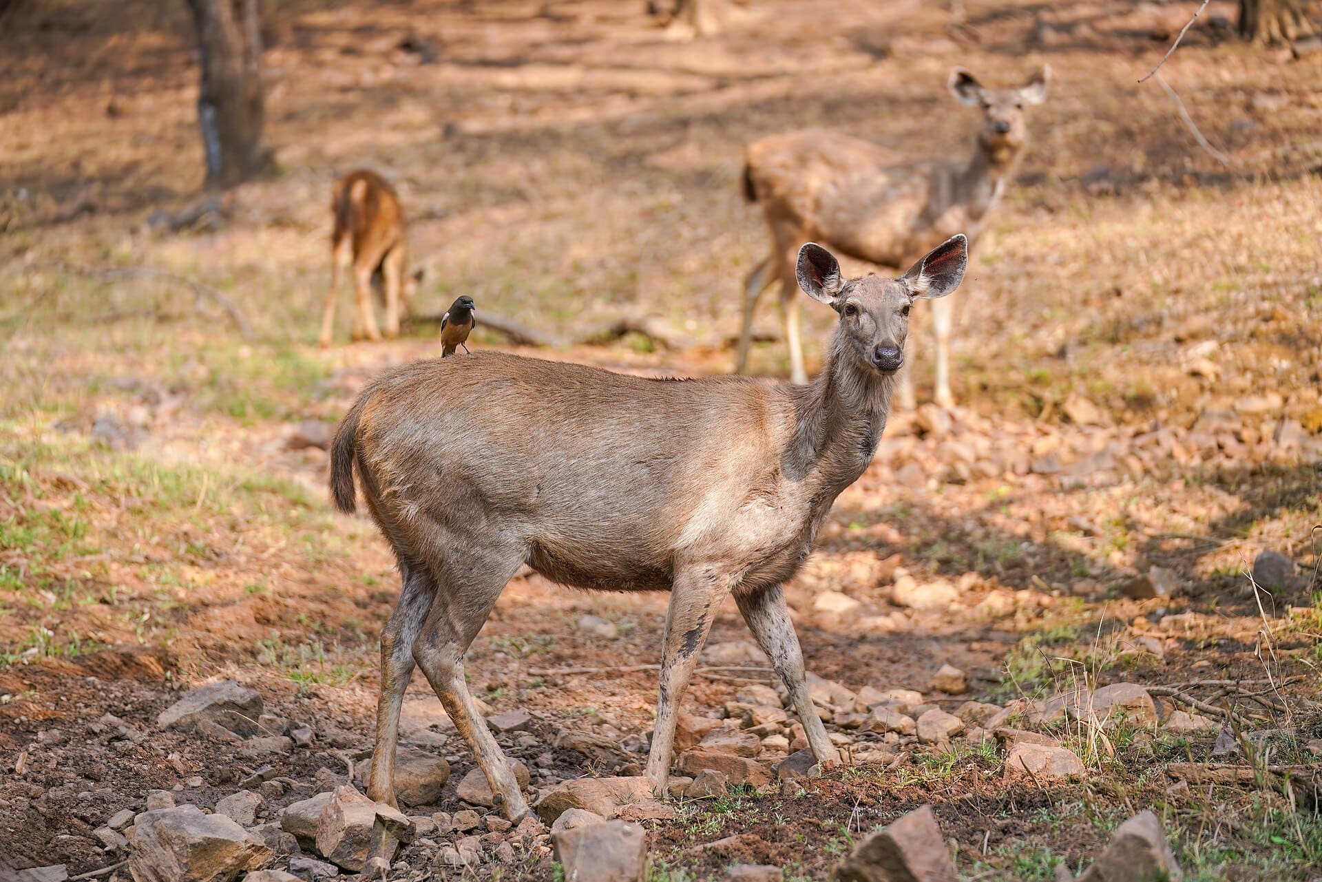 Sambar deer and a rufous treepie in Ranthambore National Park