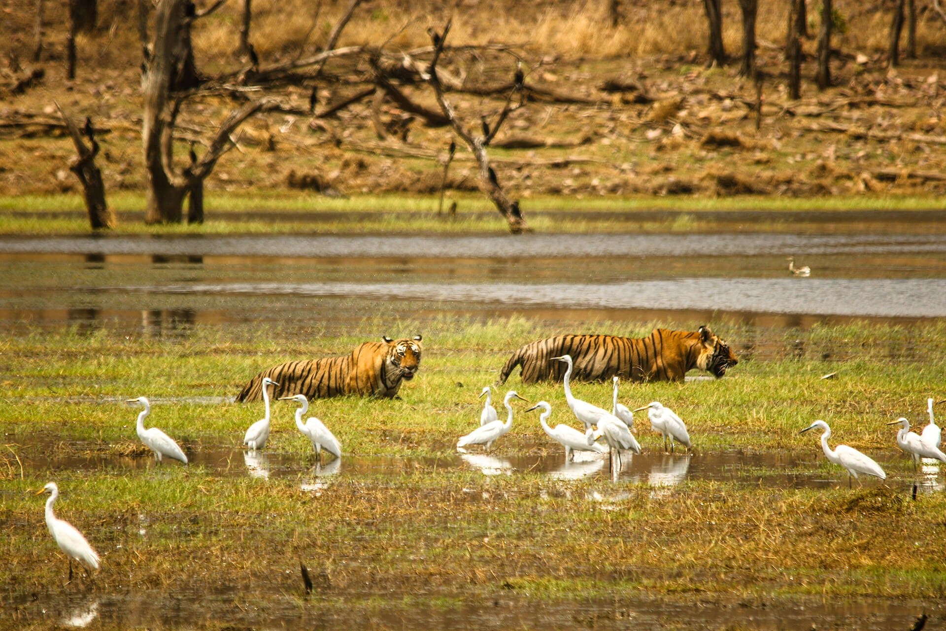 Tigers at the lakeside among heron in Ranthambore National Park