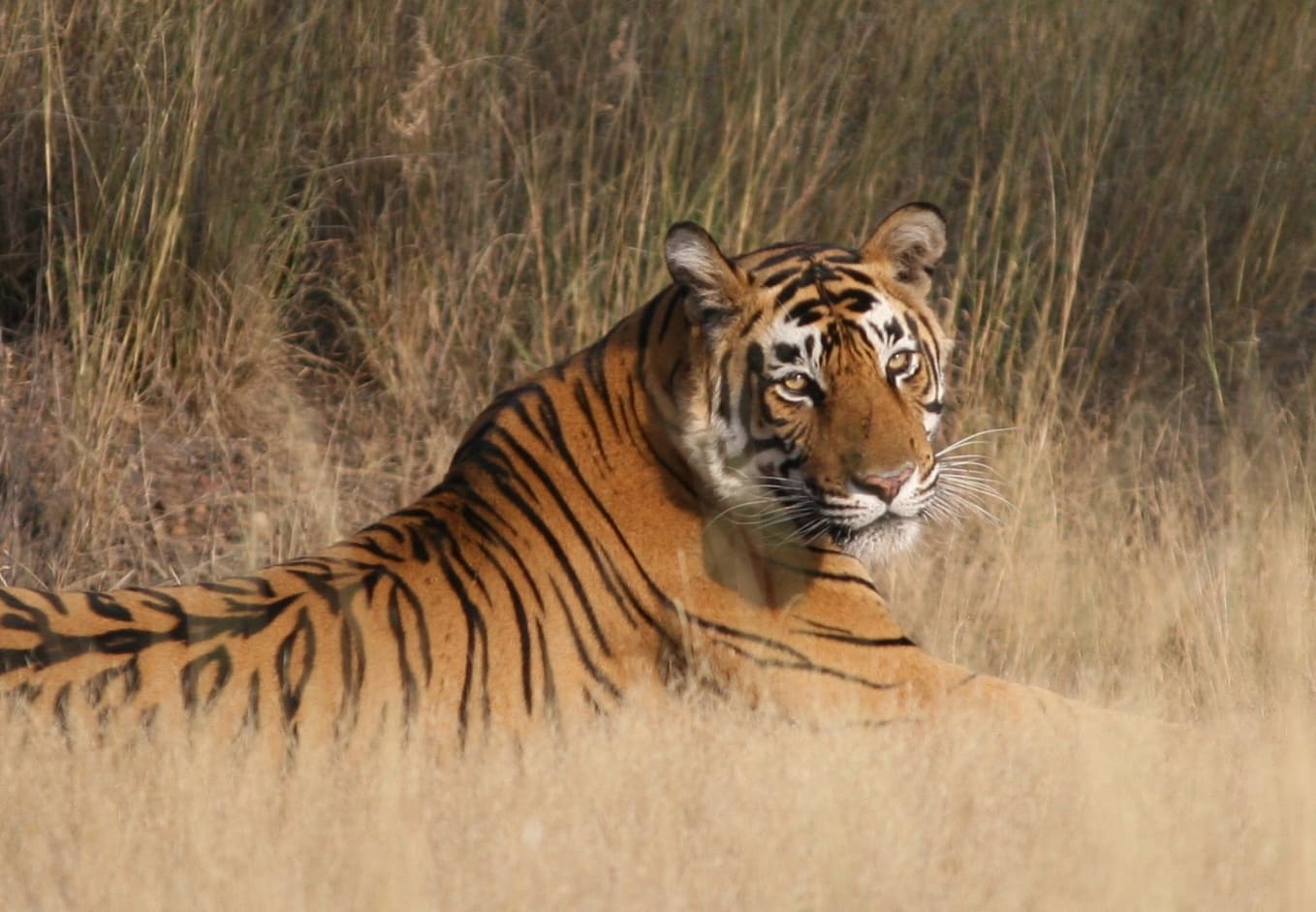 A tiger reclining in the shade, Ranthambore National Park