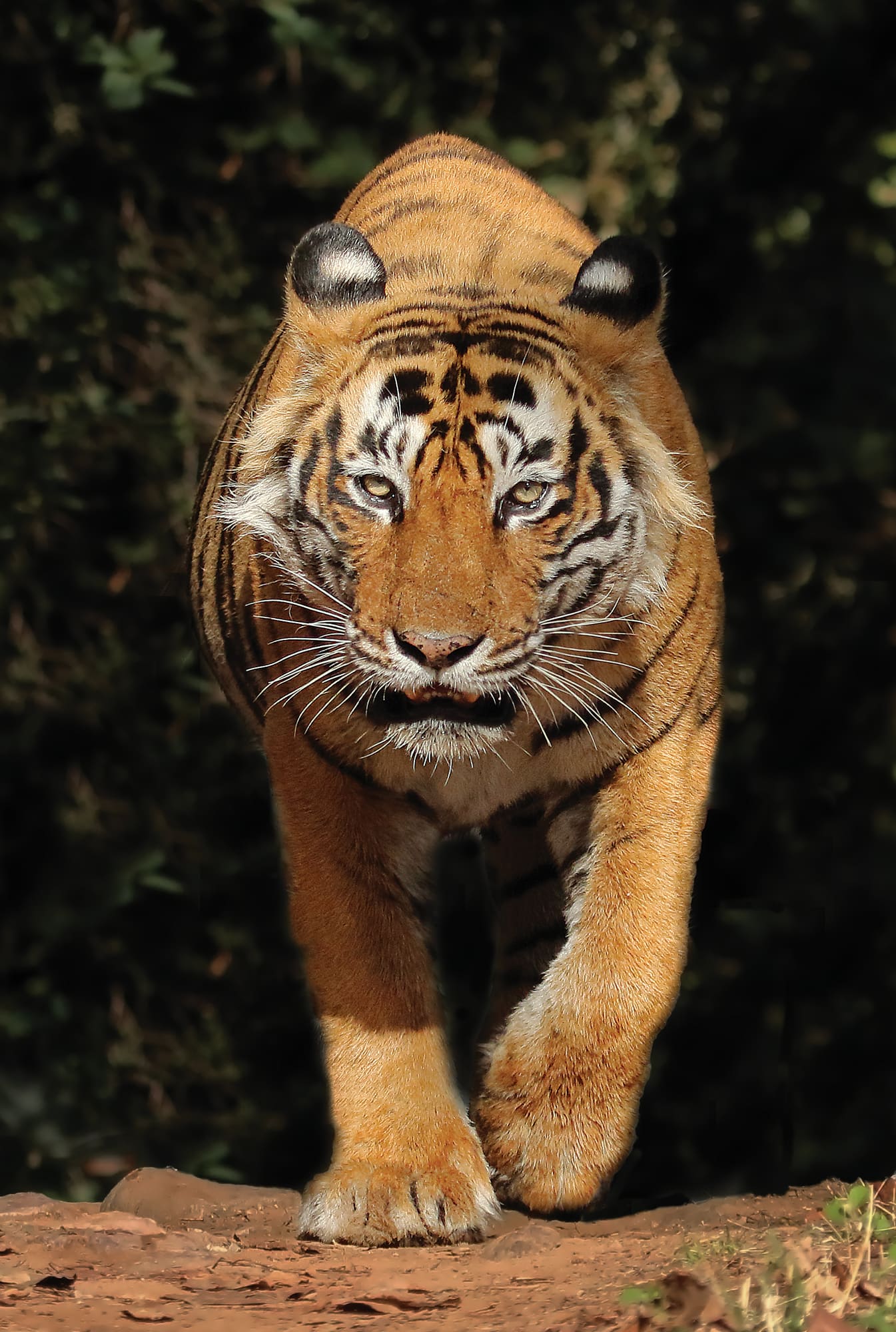 Ustad
